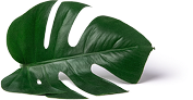Image o1
